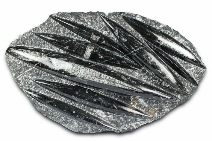 Polished Fossil Orthoceras (Cephalopod) Plate - Morocco #372641